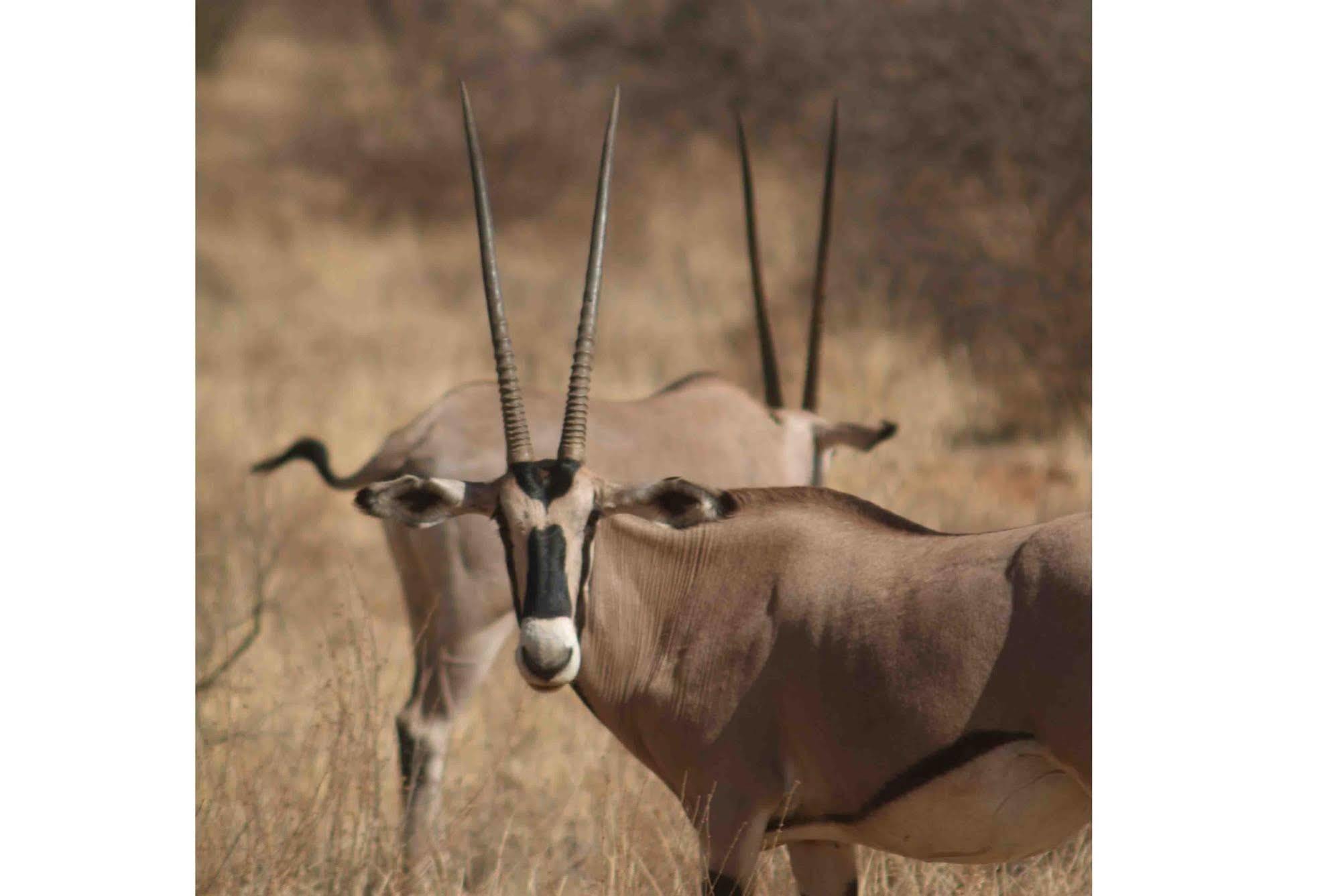 Sarova Shaba Game Lodge Archers Post ภายนอก รูปภาพ